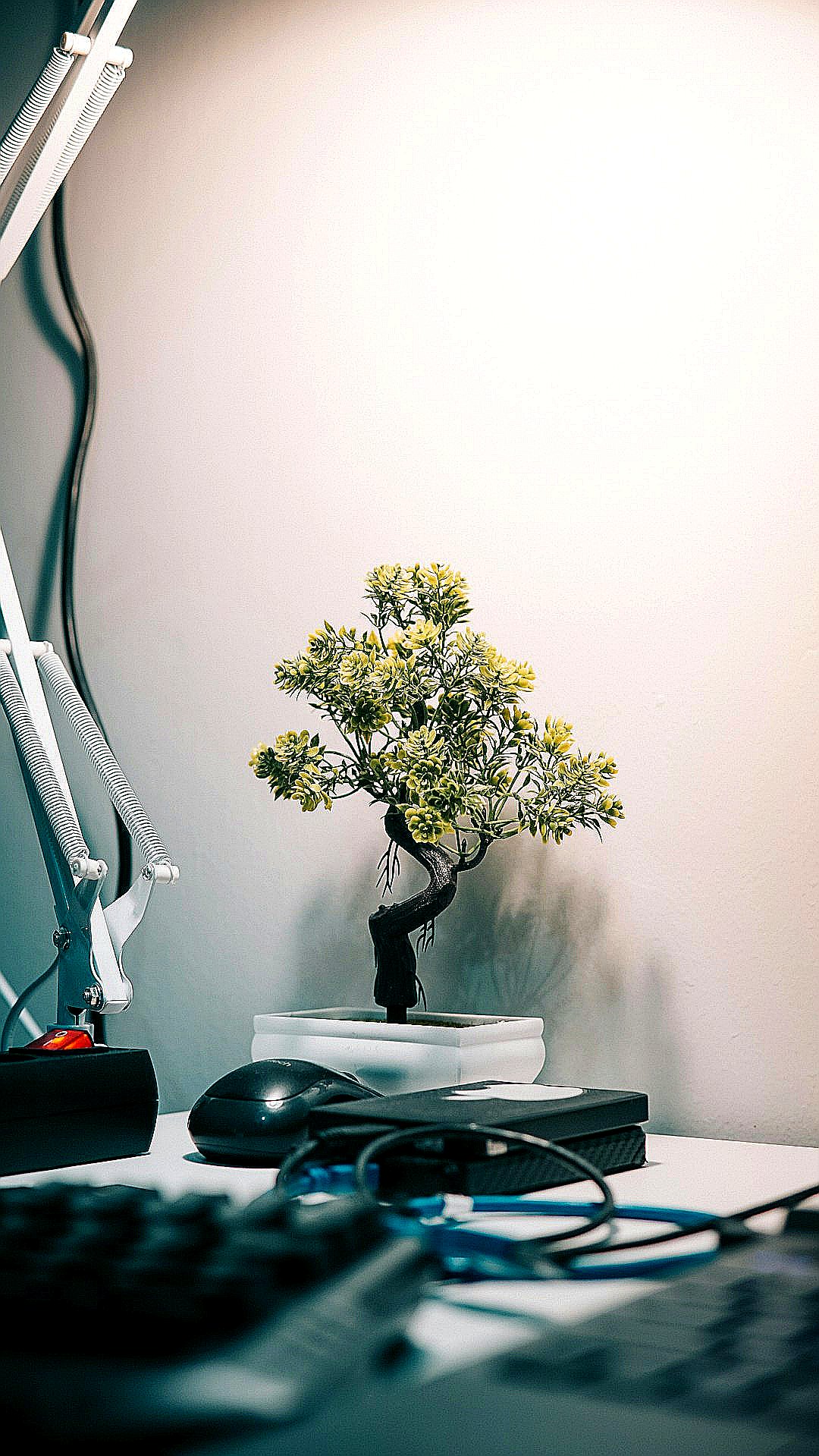 yellow flowers on black vase