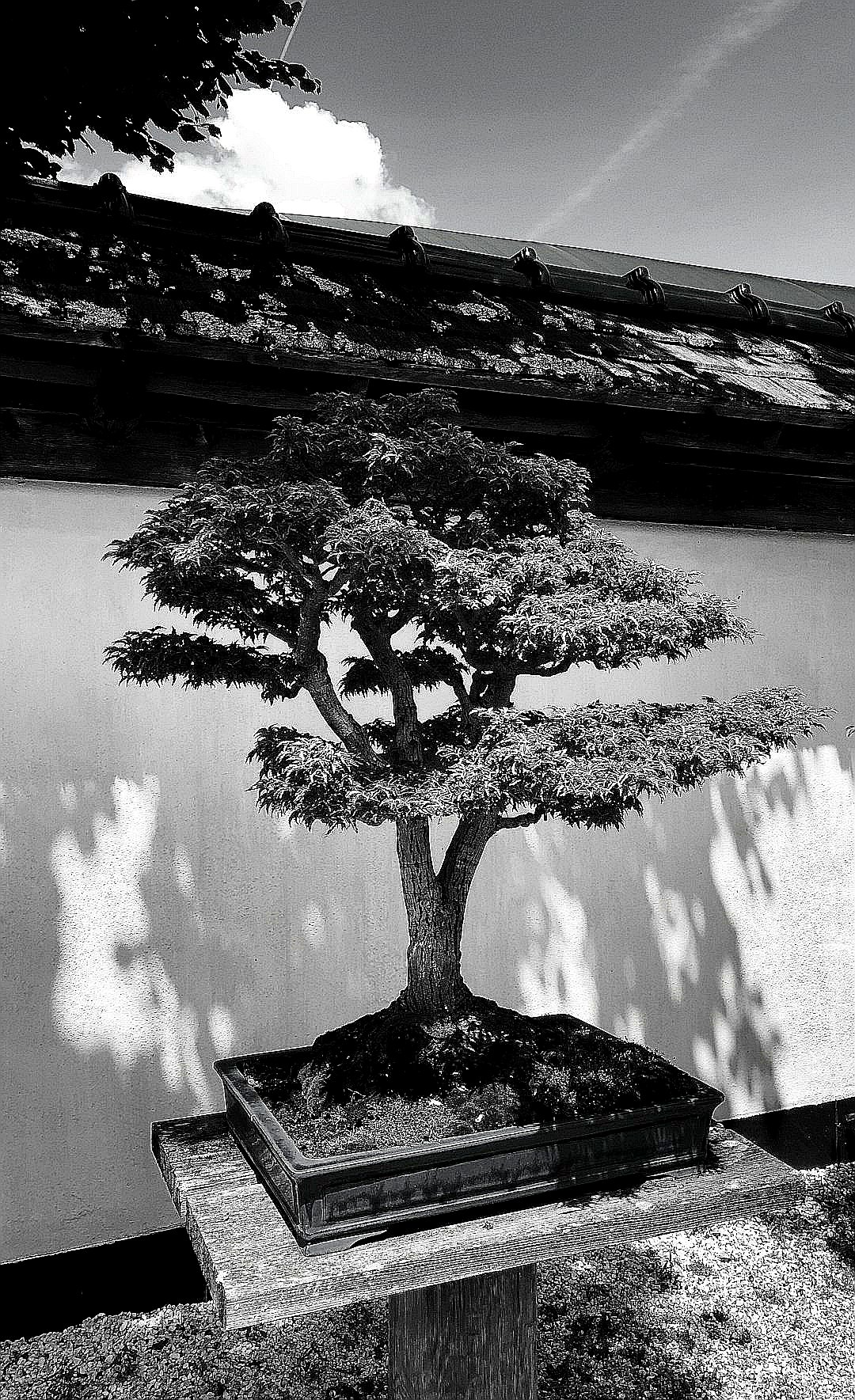 grayscale photo of tree on rock