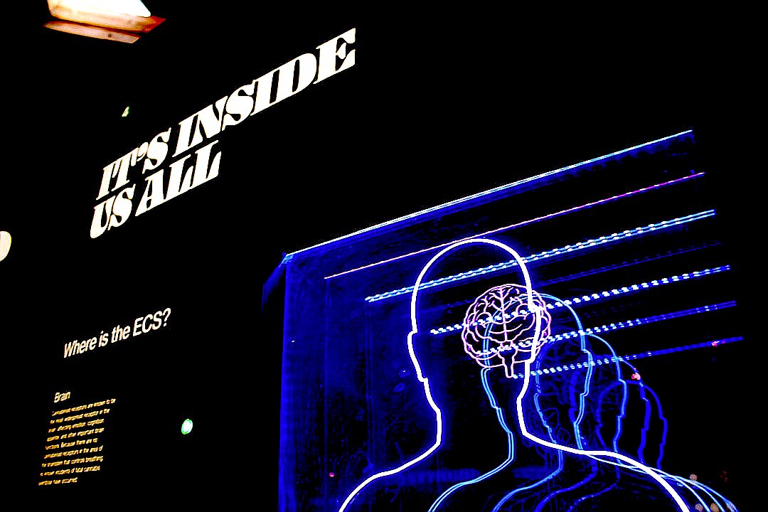 a neon display of a man's head and brain