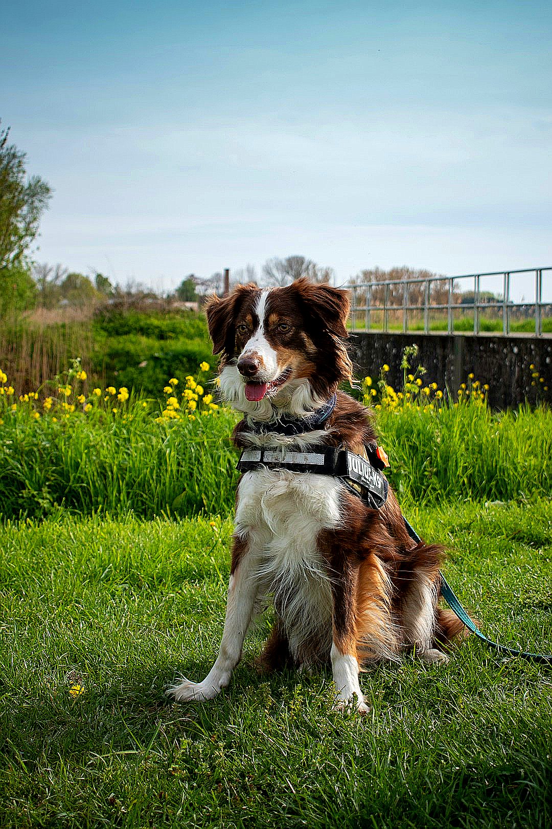 a brown and white dog sitting on top of a lush green field