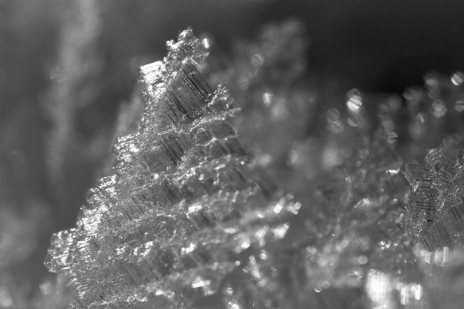 A black and white photo of a tree